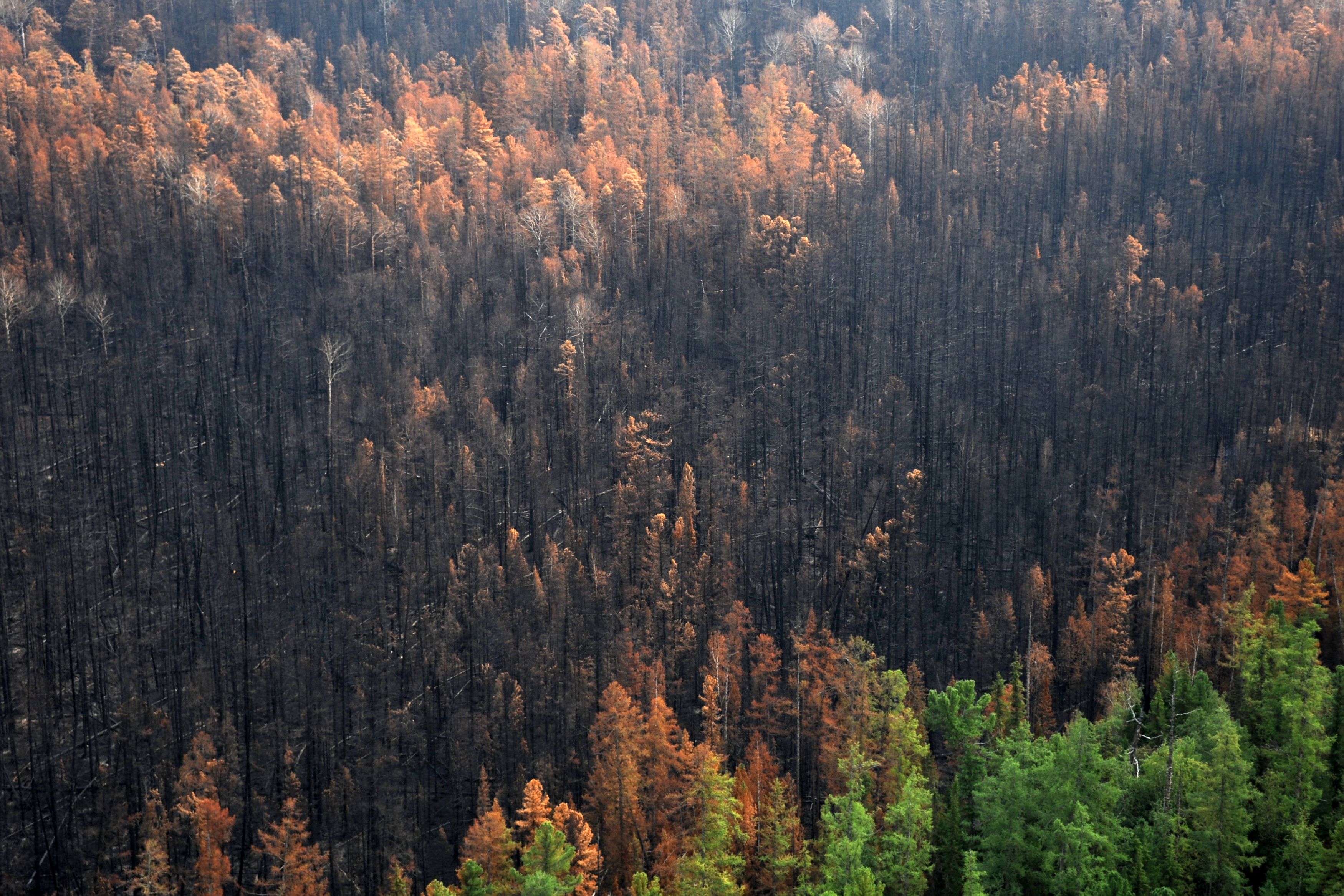 Deforestazione, l’Ue sacrifica all’industria le regole per fermarla. Il WWF: “Imbarazzante”