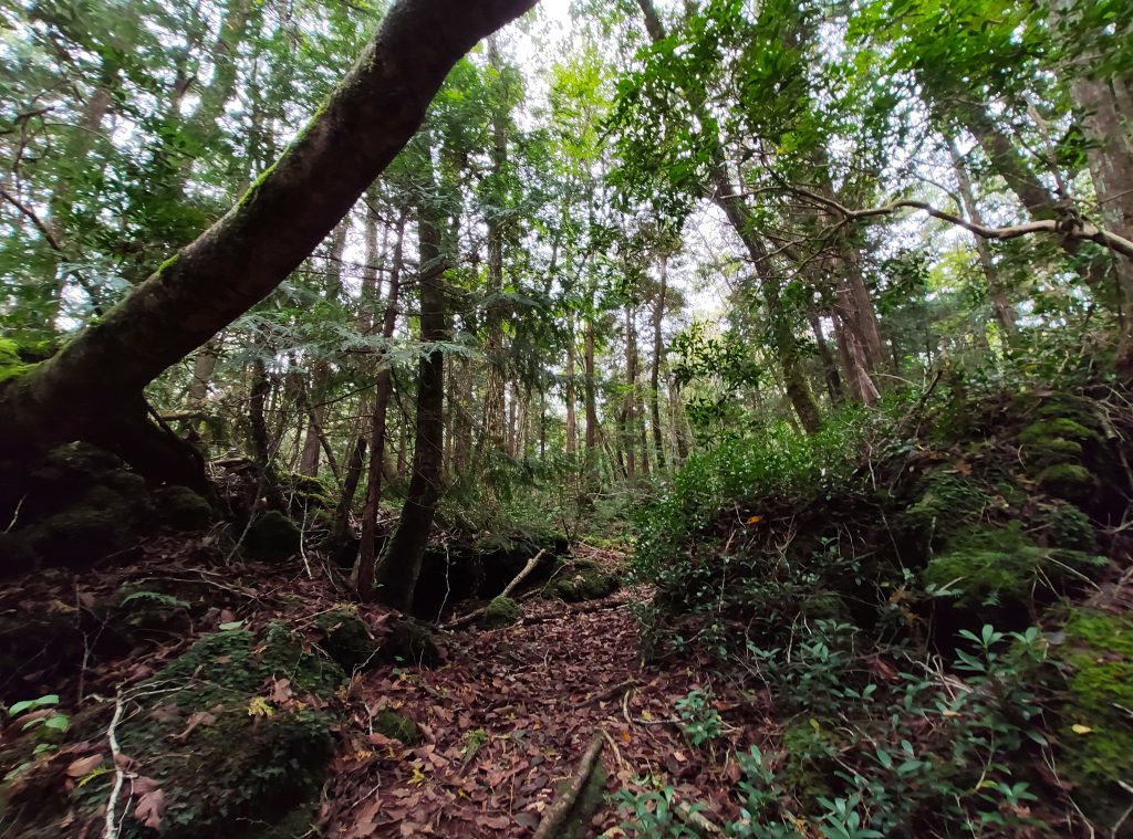 Aokigahara, la foresta dei suicidi (LaPresse)