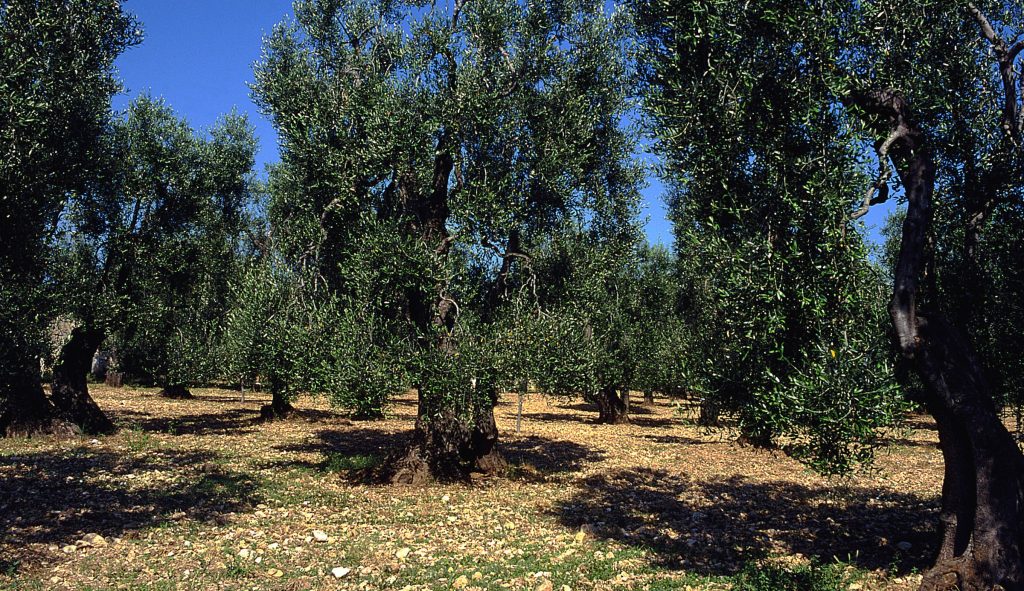 Olive italia