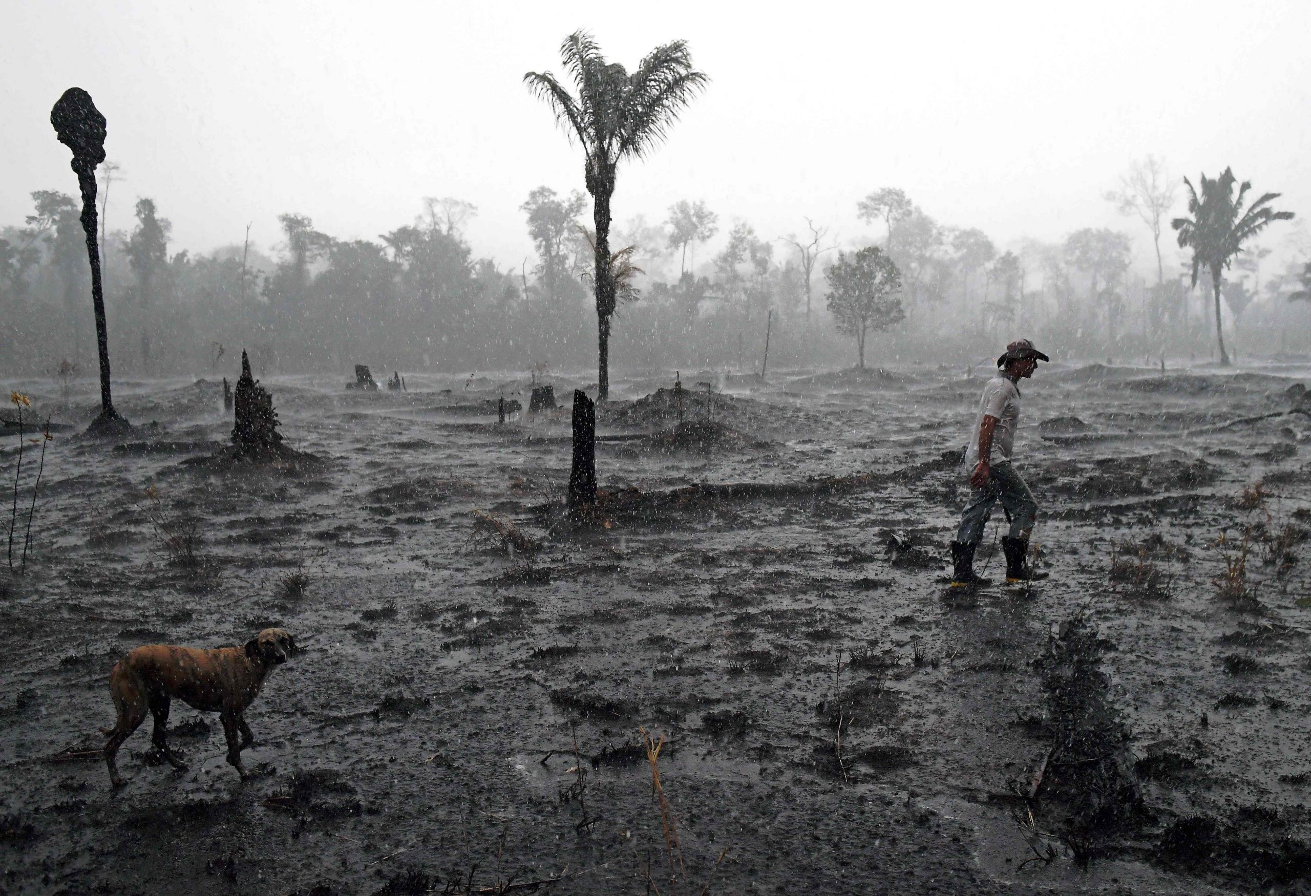 La foresta dell'Amazzonia distrutta dalle fiamme (LaPresse)