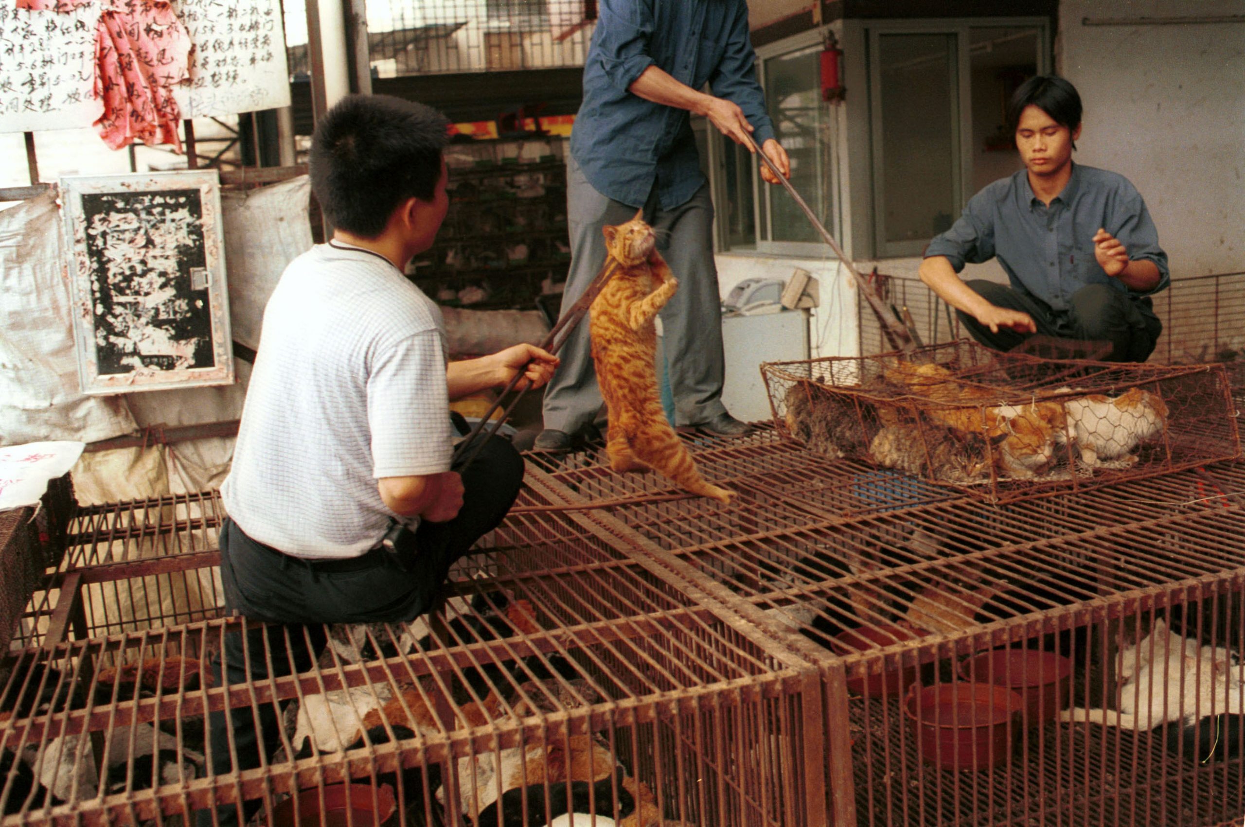 Mercato cinese di carne di cane e gatto (LaPresse)