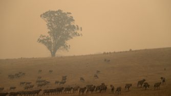 Incendi in Australia