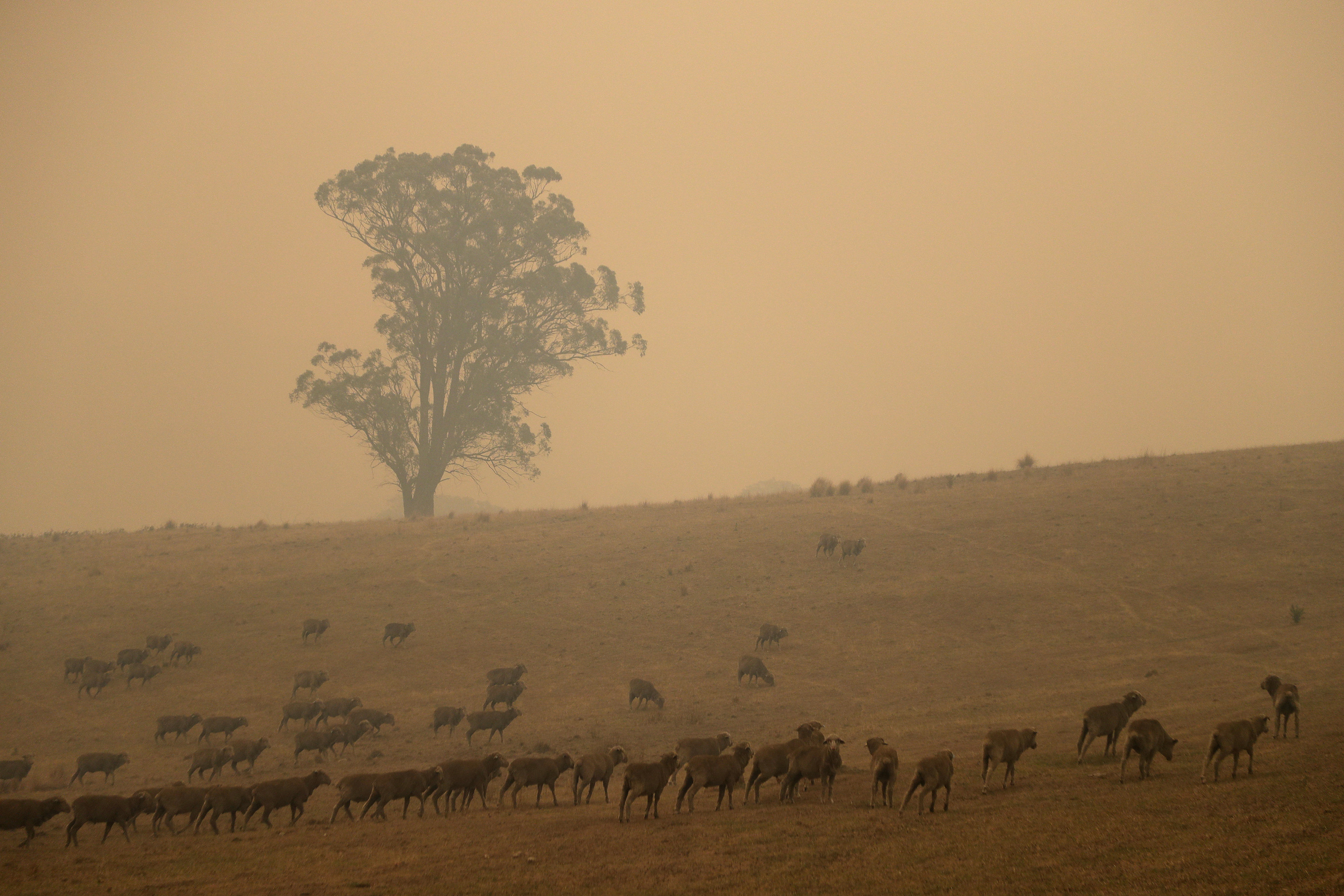 Incendi in Australia