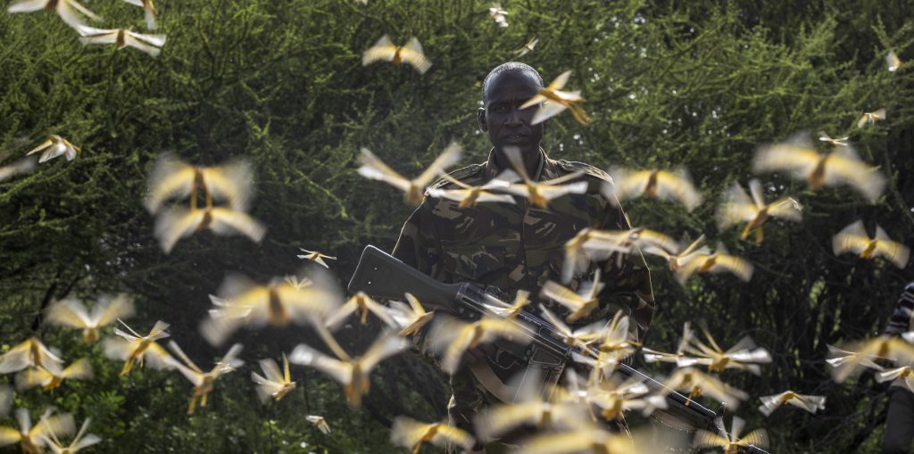 Locuste in Africa orientale