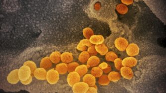 Coronavirus, nuove immagini al microscopio