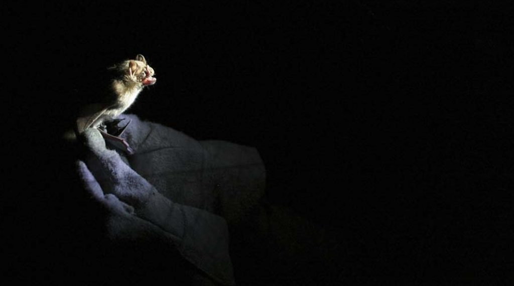 Pipistrello (La Presse)