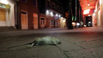 Un topo morto a New Orleans (LaPresse)