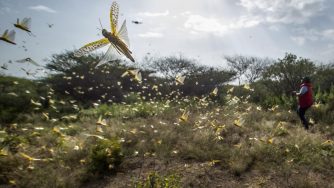 Locuste in Africa (La Presse)