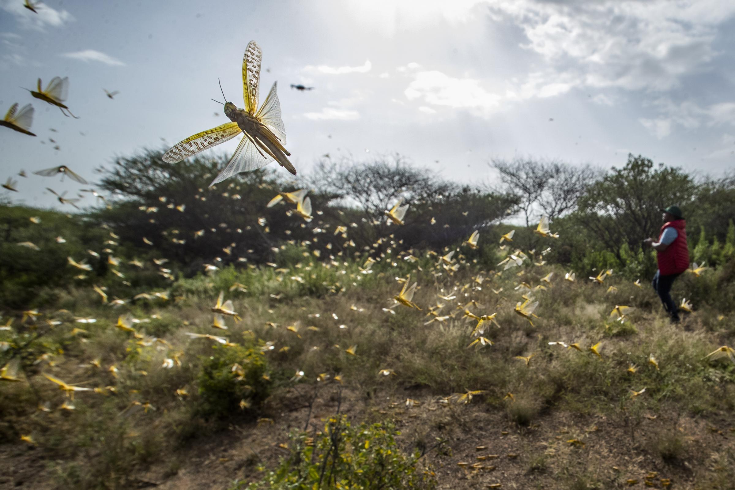 Locuste in Africa (La Presse)