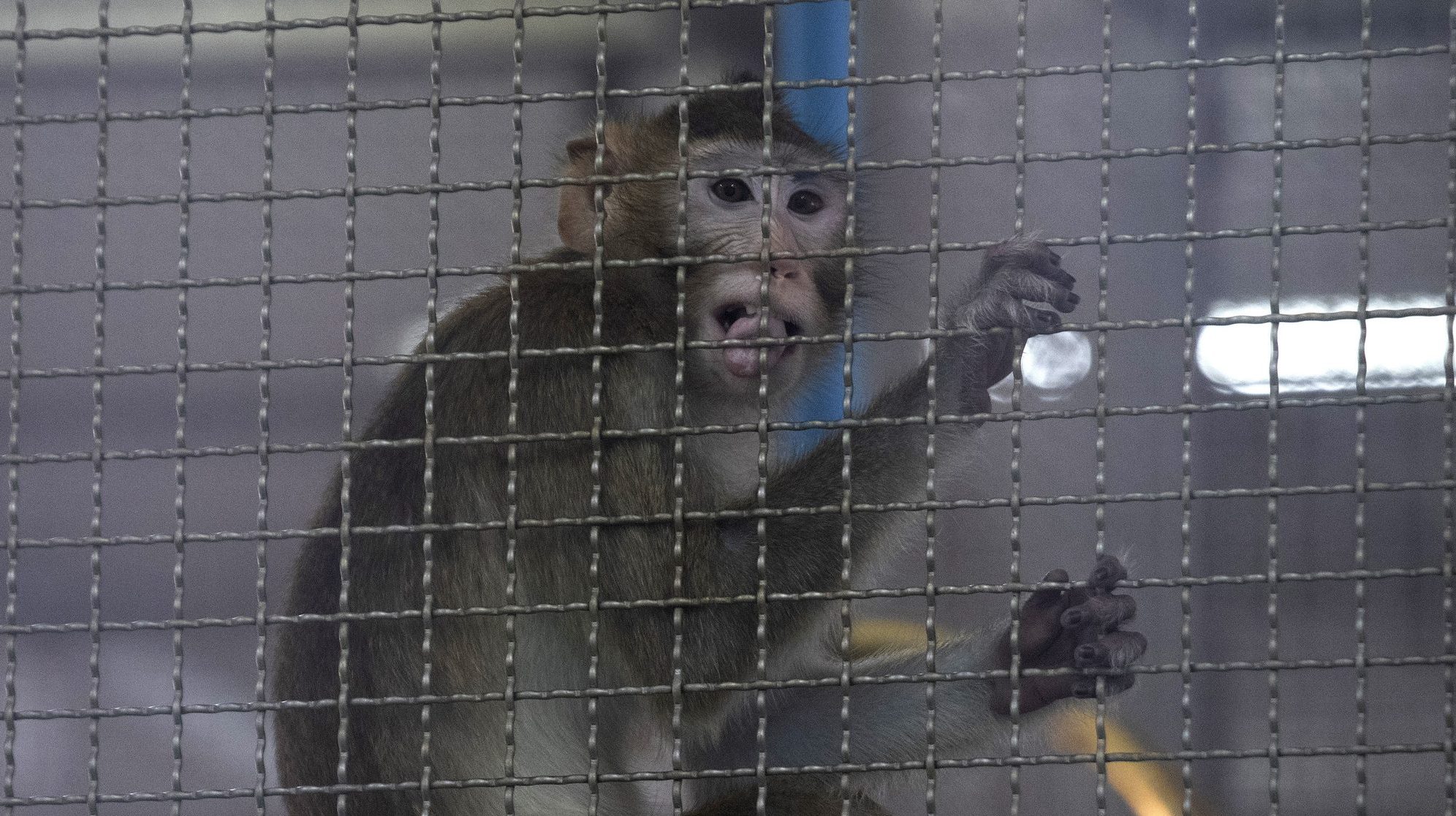 Scimmia laboratorio (La Presse)
