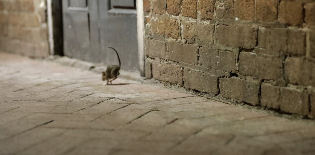 Ratto topo (La Presse)