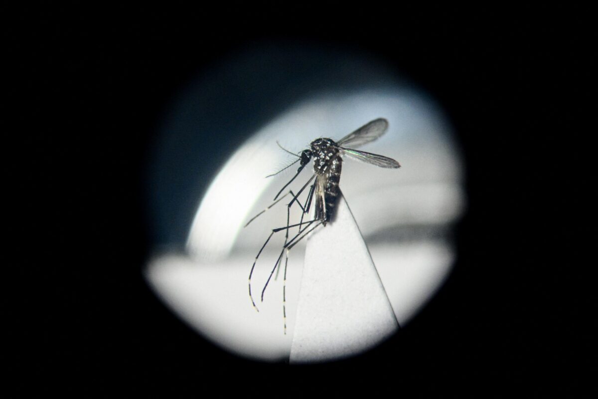 Come affrontare i virus trasmessi dalle zanzare: ecco il modello cinese