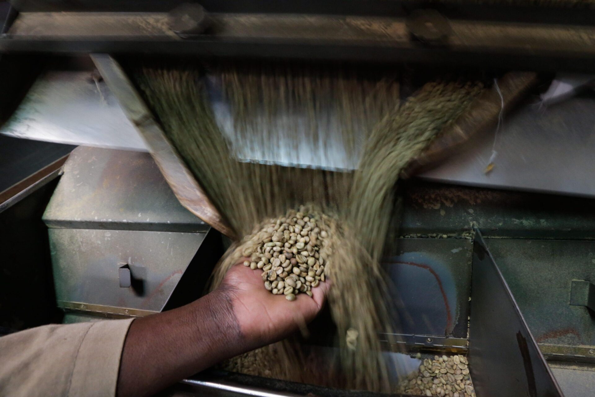 La filiera del caffè in Kenya: la controlla Spartan Tech, una start up di Milano