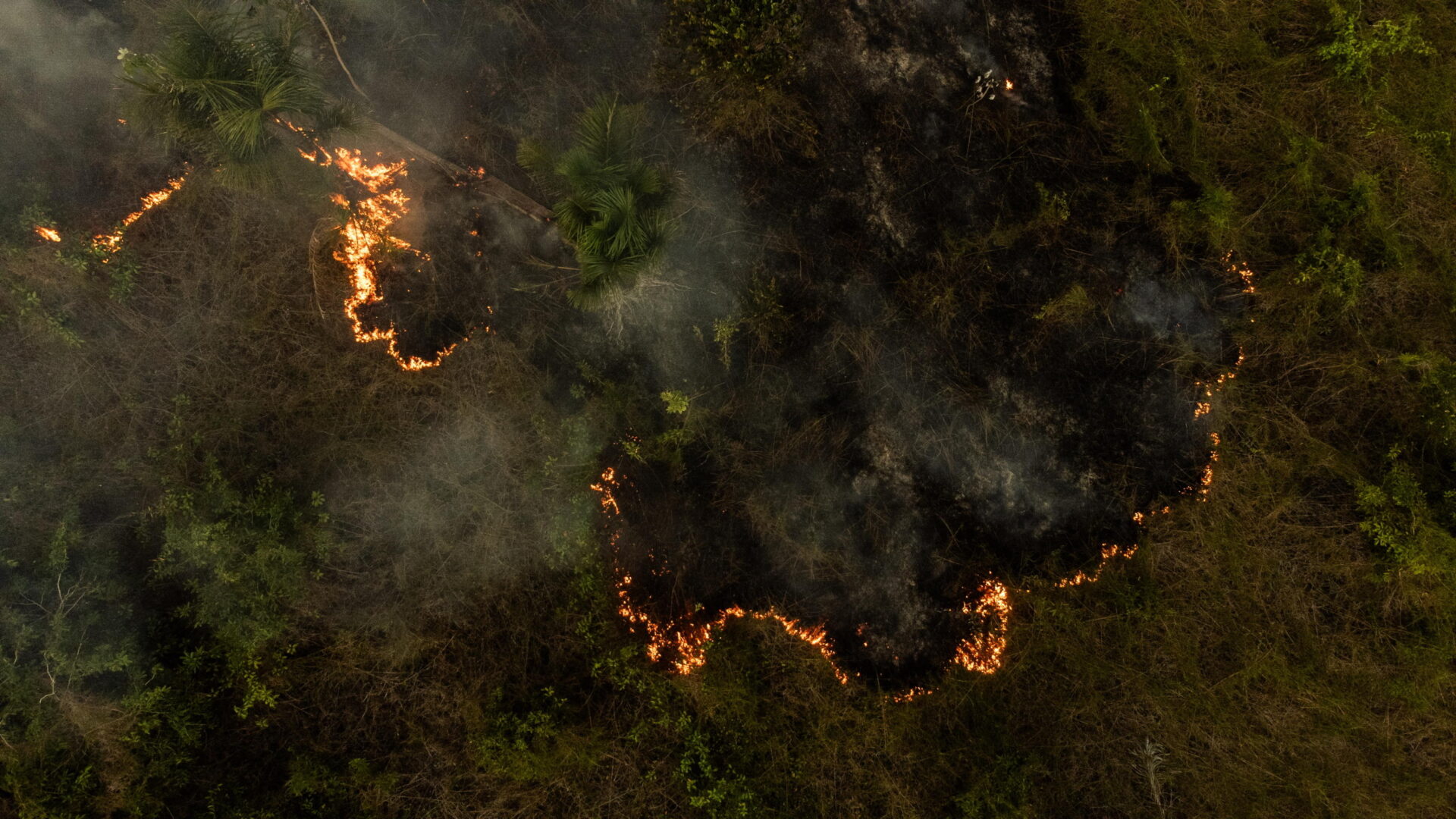 L’Amazzonia brucia come non mai ma Lula vuole costruirci un’autostrada