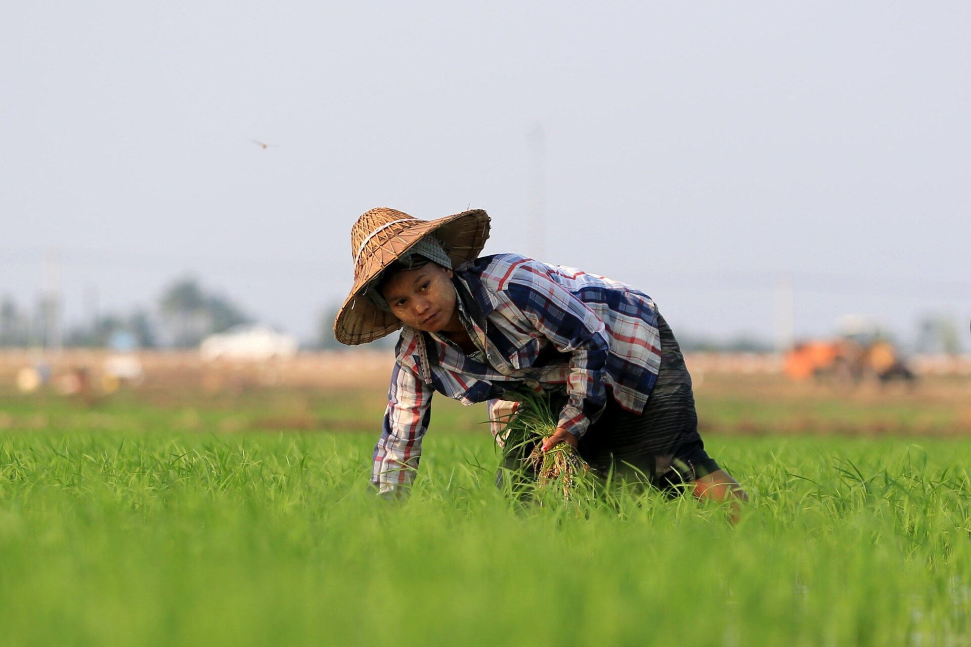 La prossima rivoluzione in Asia: il riso che sfama e non inquina