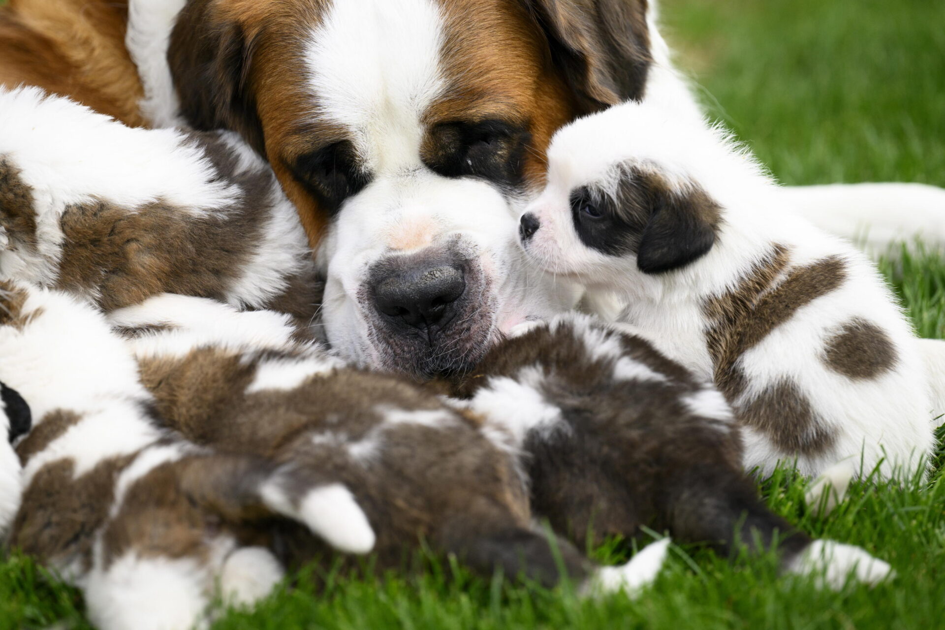 Addio per sempre? No, ora puoi clonare il tuo cane per 50.000 dollari