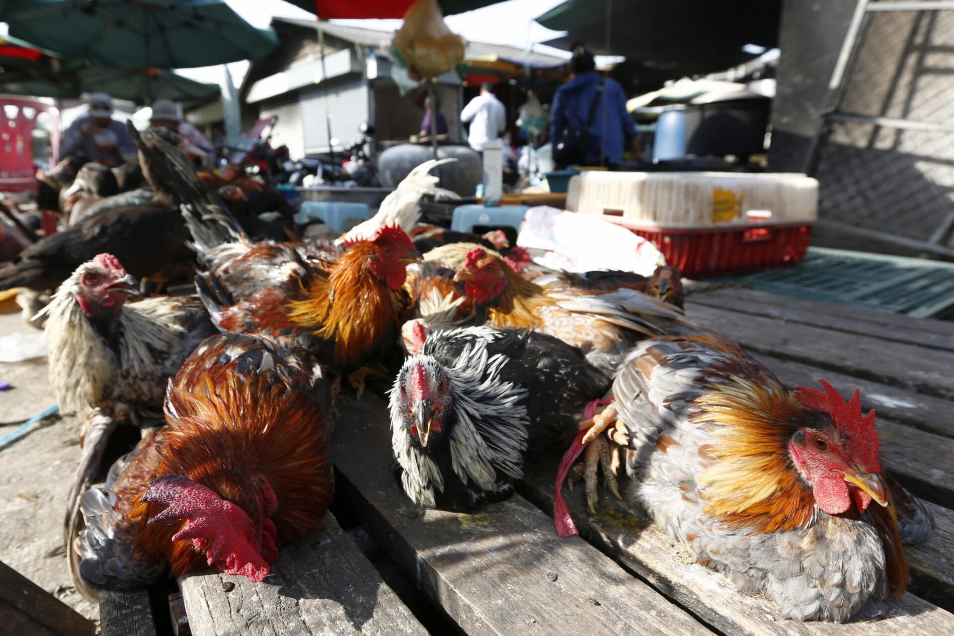 h5n1 la crisi sanitaria silenziosa che scuote l america rurale