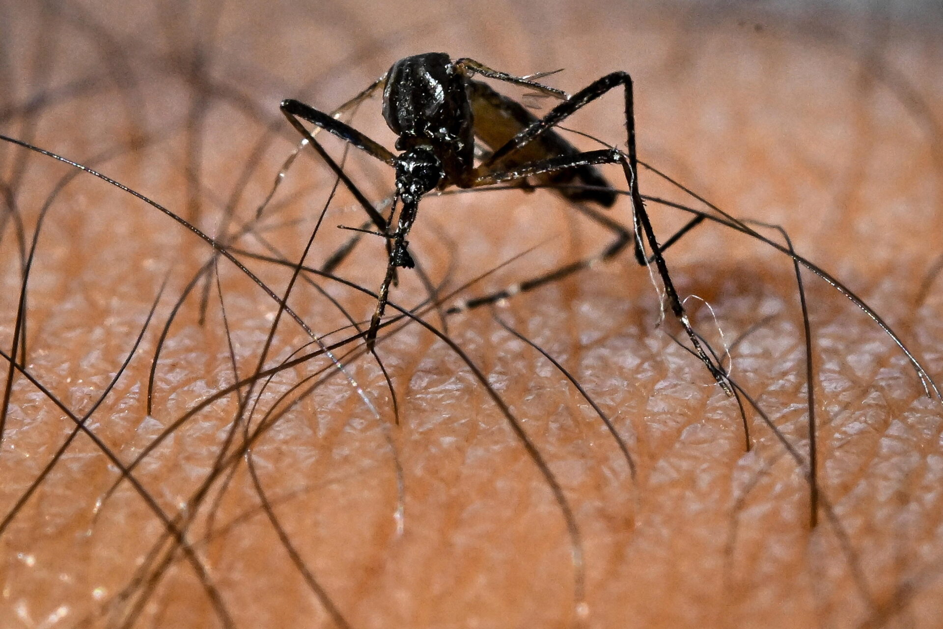 Invasioni silenziose: le zanzare Aedes e la nuova geografia del rischio