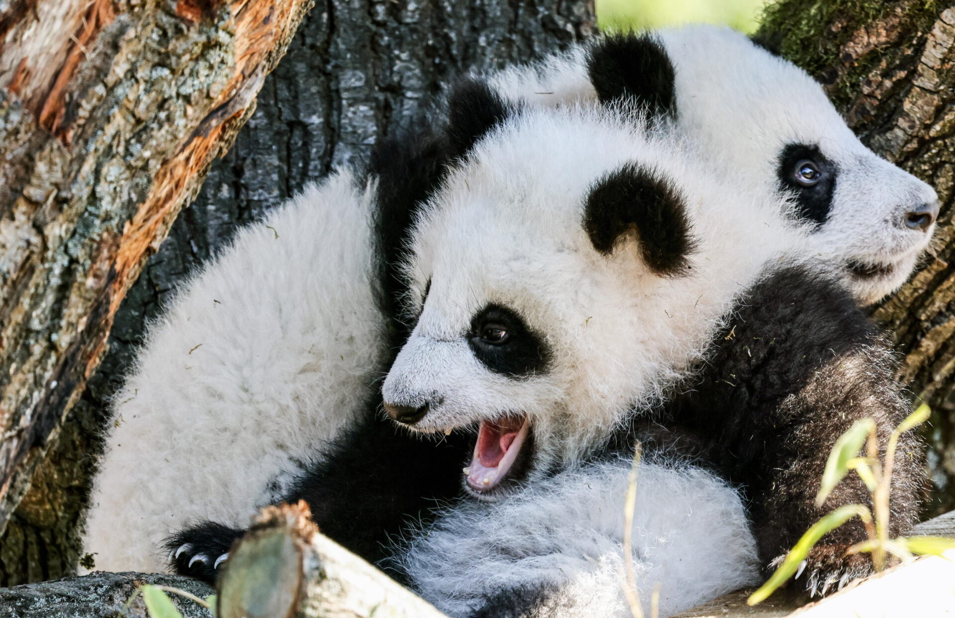 Panda contro tigri: la corsa di Cina e India per tutelare due specie in estinzione Panda contro tigri: la corsa di Cina e India per tutelare due specie in estinzione