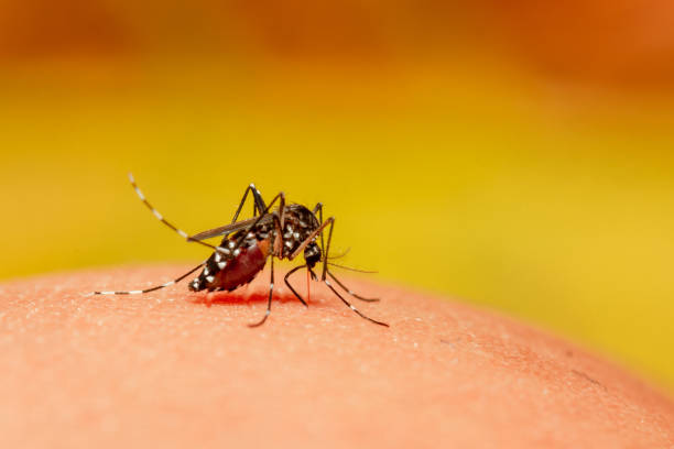 ntd le malattie dimenticate diventano sfida sanitaria e allarme di sicurezza