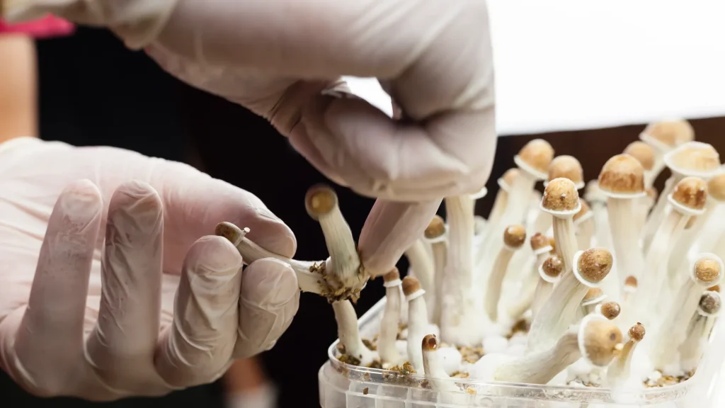 Psilocibina per il trattamento terapeutico della depressione resistente