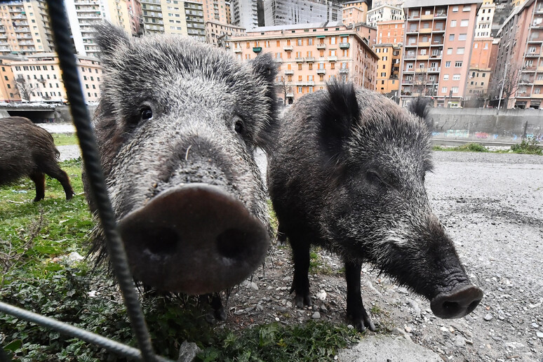 Orsi, lupi, sciacalli e cinghiali in giro per Roma: ecco perché i selvatici non hanno più paura di noi Orsi, lupi, sciacalli e cinghiali in giro per Roma: ecco perché i selvatici non hanno più paura di noi