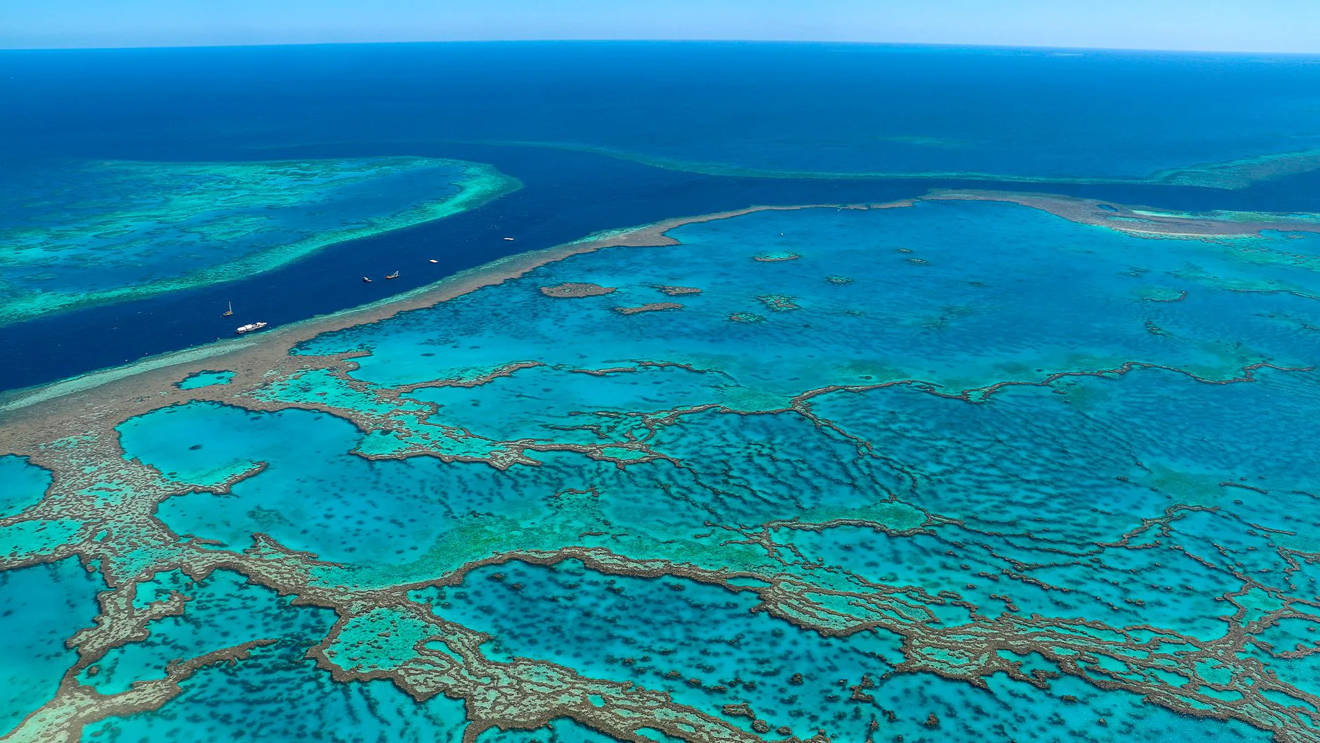 Grande Barriera Corallina, sbiancamento record e temperature estreme: il peggior collasso dal 1985