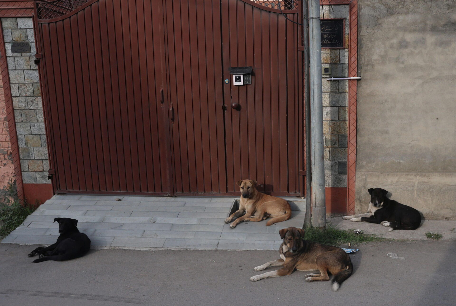 Cani randagi e salute globale: una sfida (anche) per i Mondiali in Marocco