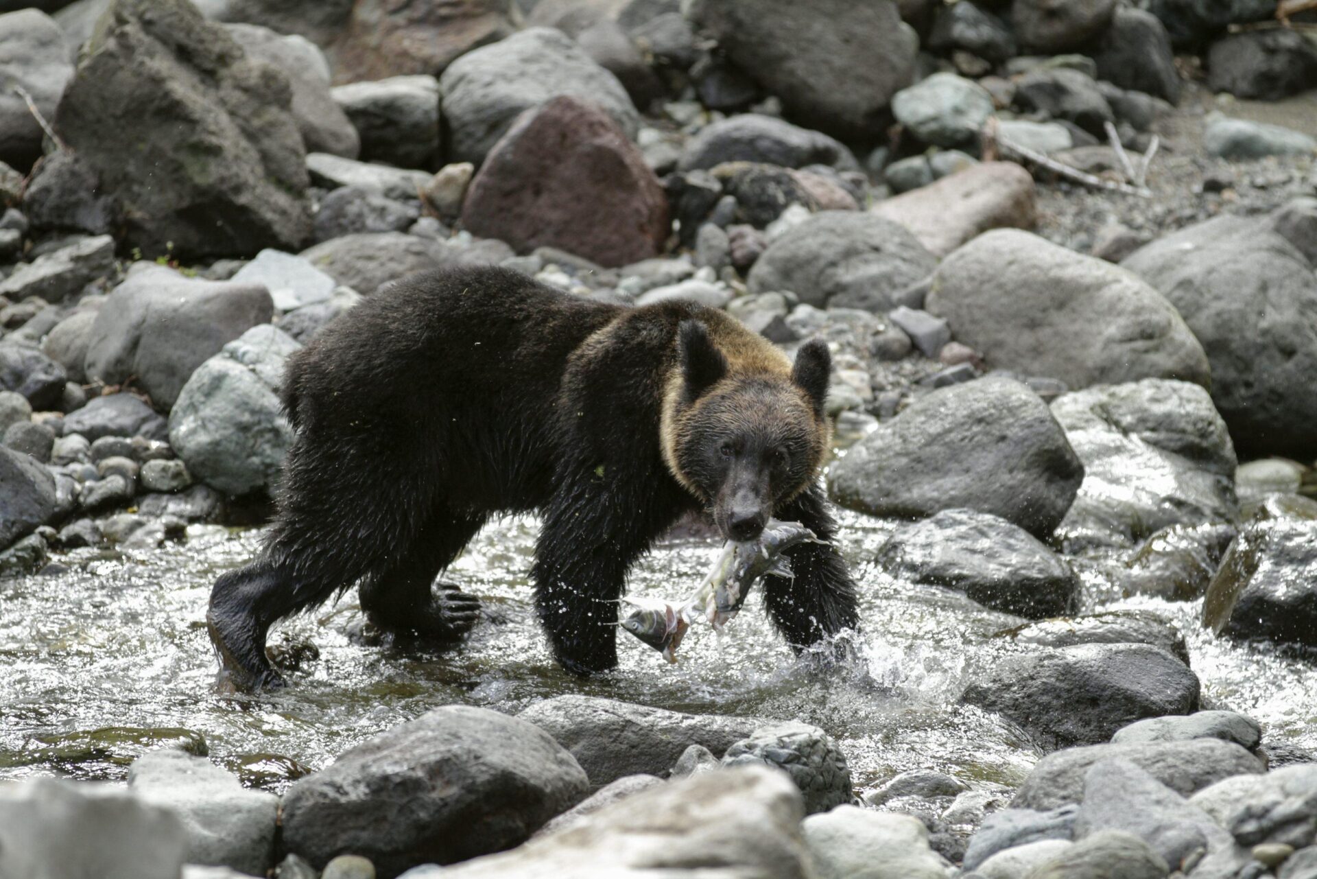 insideasia 8211 il giappone ha un problema con gli orsi