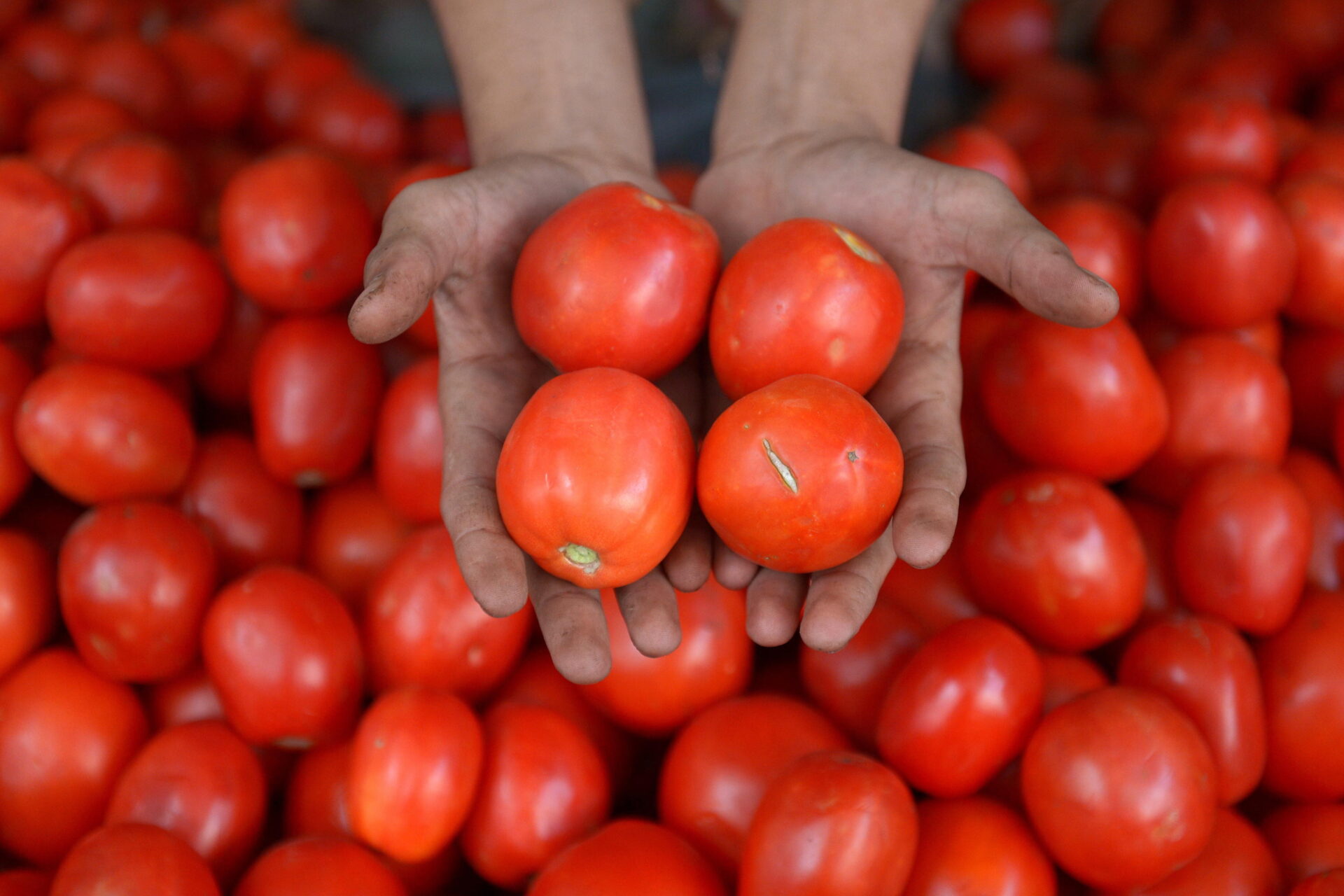 Perché il pomodoro Made in China fa litigare Europa, Italia e Cina