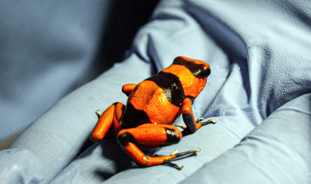 Ginevra: vertici paralleli sulla guerra ucraina e sull'Iran